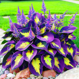 BuggyBeds Hosta leaves in containers create lush focal point accents
