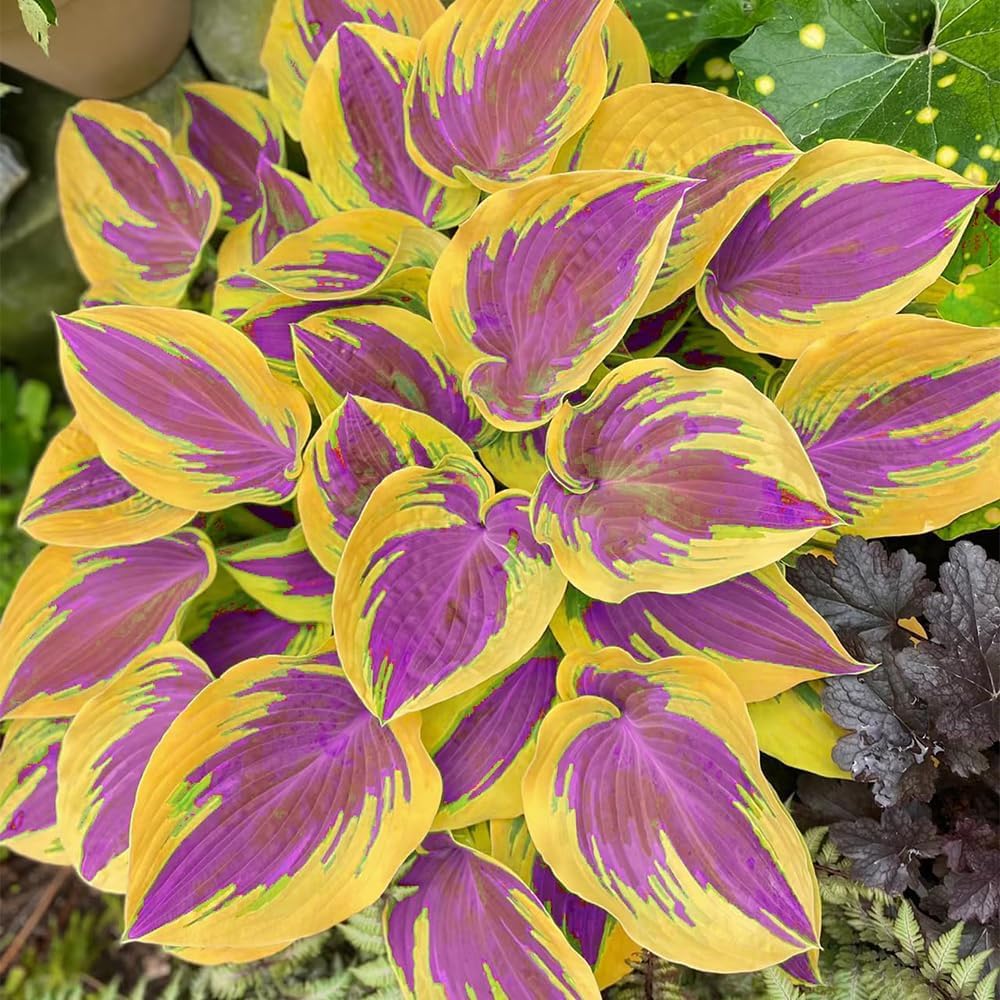 BuggyBeds hosta leaves close-up showing vibrant texture for shade interest.