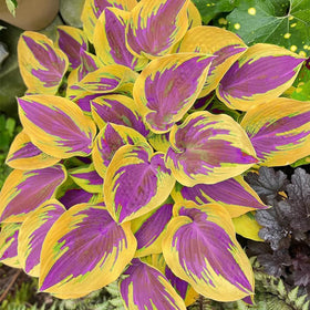 BuggyBeds hosta leaves close-up showing vibrant texture for shade interest.
