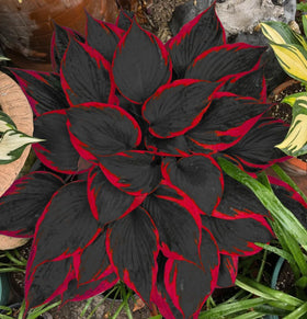 BuggyBeds Hosta seed adapts to containers for shaded patios.