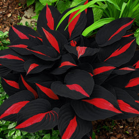 BuggyBeds Hosta seed’s lush leaves ideal for ground cover in low light.