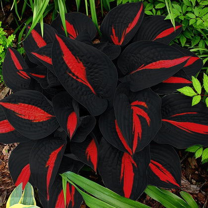 BuggyBeds Hosta seed with rare foliage enhances shaded garden spaces.