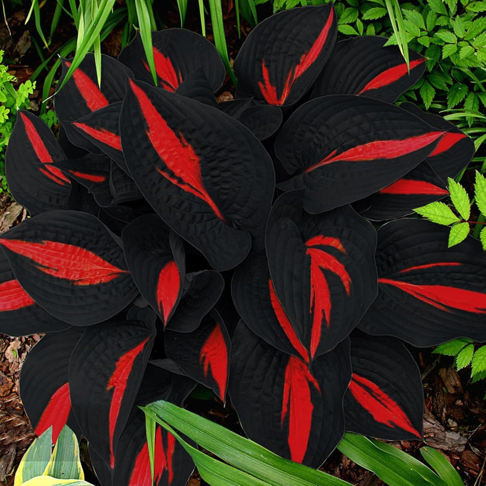BuggyBeds Hosta seed with rare foliage enhances shaded garden spaces.