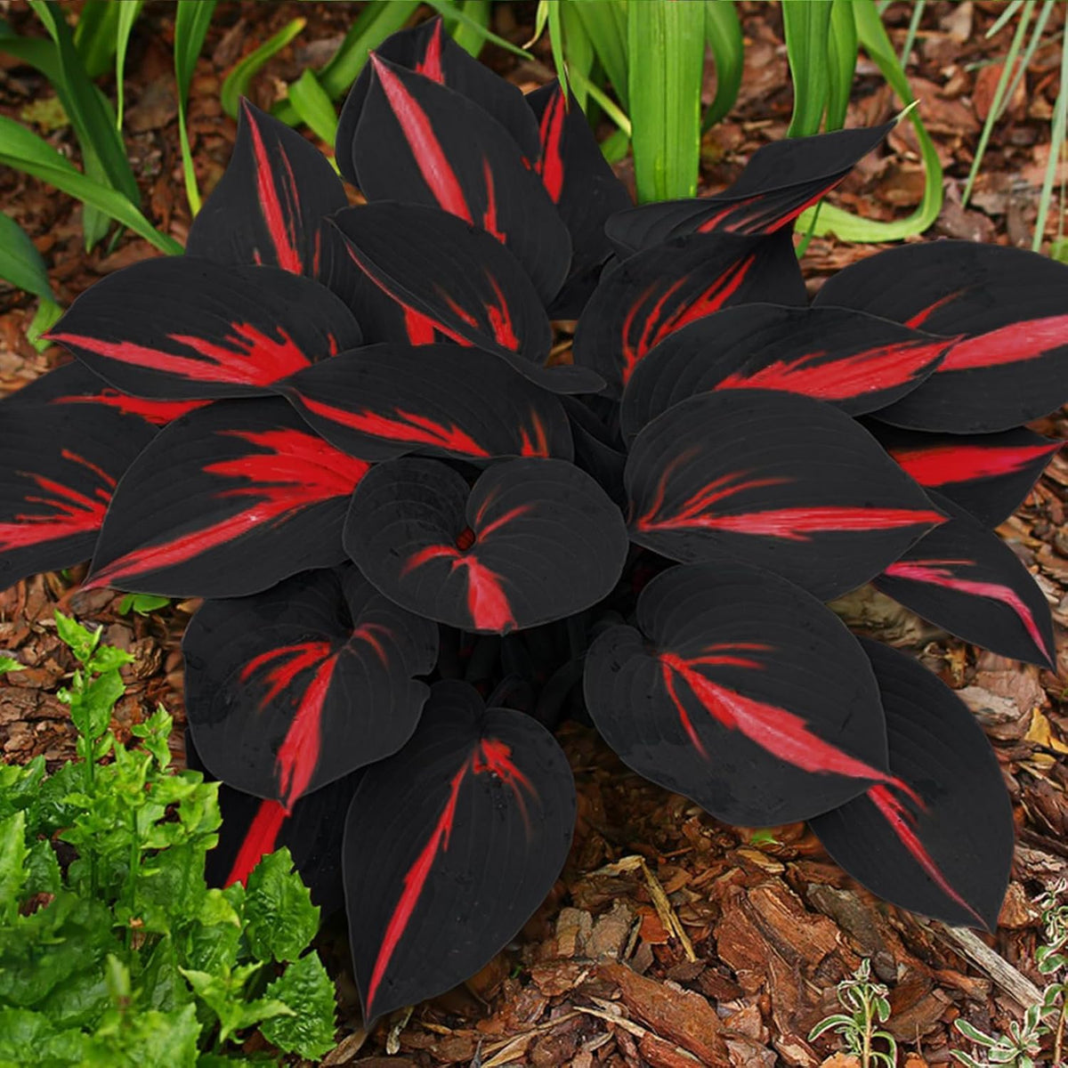 BuggyBeds Hosta seed’s textured leaves add year-round border interest.