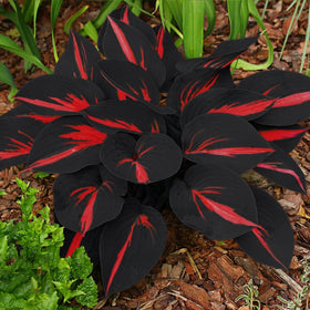 BuggyBeds Hosta seed’s textured leaves add year-round border interest.