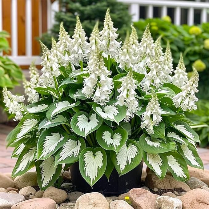 BuggyBeds Hosta seedlings in a shade garden setting.