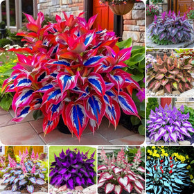 BuggyBeds Hosta seeds 150-pack for lush shade borders.