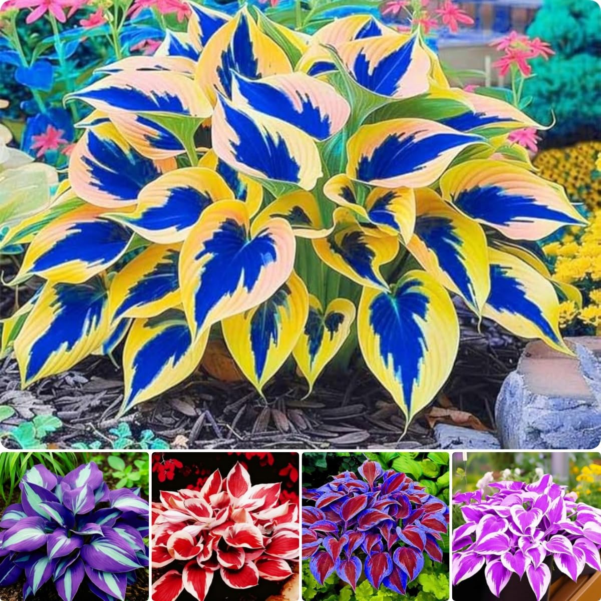 BuggyBeds Hosta Seeds 200-pack packaging ready for shade garden planting