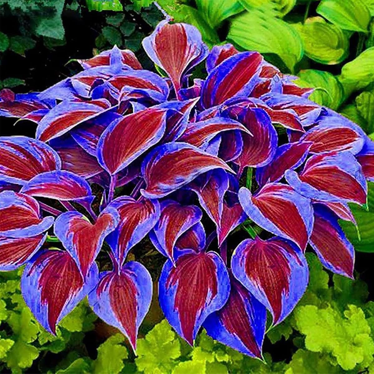 BuggyBeds hosta leaves add lush texture to lawn borders.