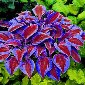 BuggyBeds hosta leaves add lush texture to lawn borders.
