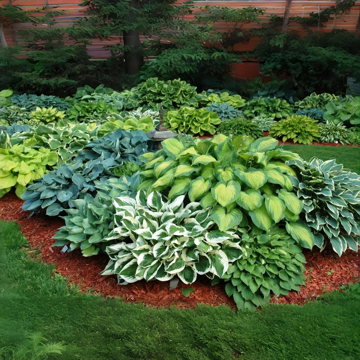 BuggyBeds Hosta seeds ideal for container planting on shaded patios.