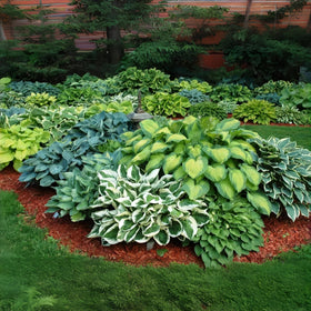 BuggyBeds Hosta seeds ideal for container planting on shaded patios.