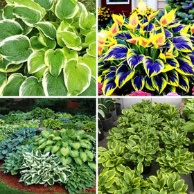 BuggyBeds Hosta seeds gift-ready packaging for plant lovers