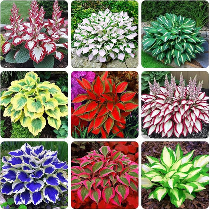 BuggyBeds Hosta seeds mixed packet for lush shade borders.