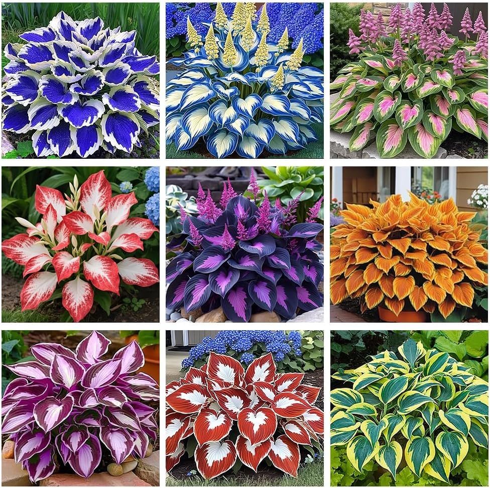 BuggyBeds Hosta seeds mix showcase shade-tolerant borders for vibrant, low-light garden edges.