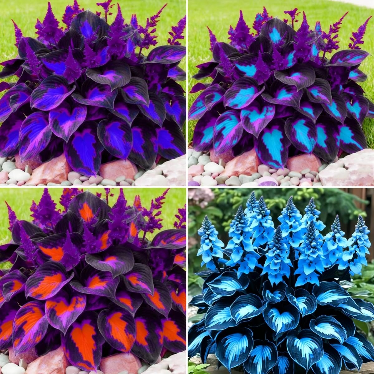 BuggyBeds Hosta seeds packaging showing 99-count set, ideal for shade gardens.