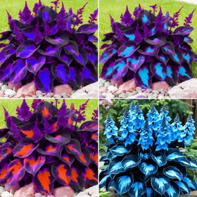 BuggyBeds Hosta seeds packaging showing 99-count set, ideal for shade gardens.