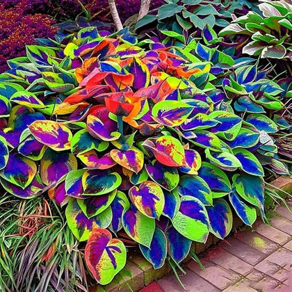 BuggyBeds Hosta seeds packaging visible, ideal for shaded borders.