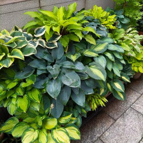 BuggyBeds Hosta seeds perennial growth for long-term greenery.