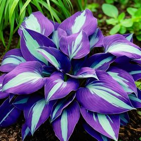 BuggyBeds Hosta Seeds shade garden setup highlighting lush foliage potential