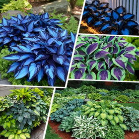 BuggyBeds Hosta seeds in shady garden for border planting