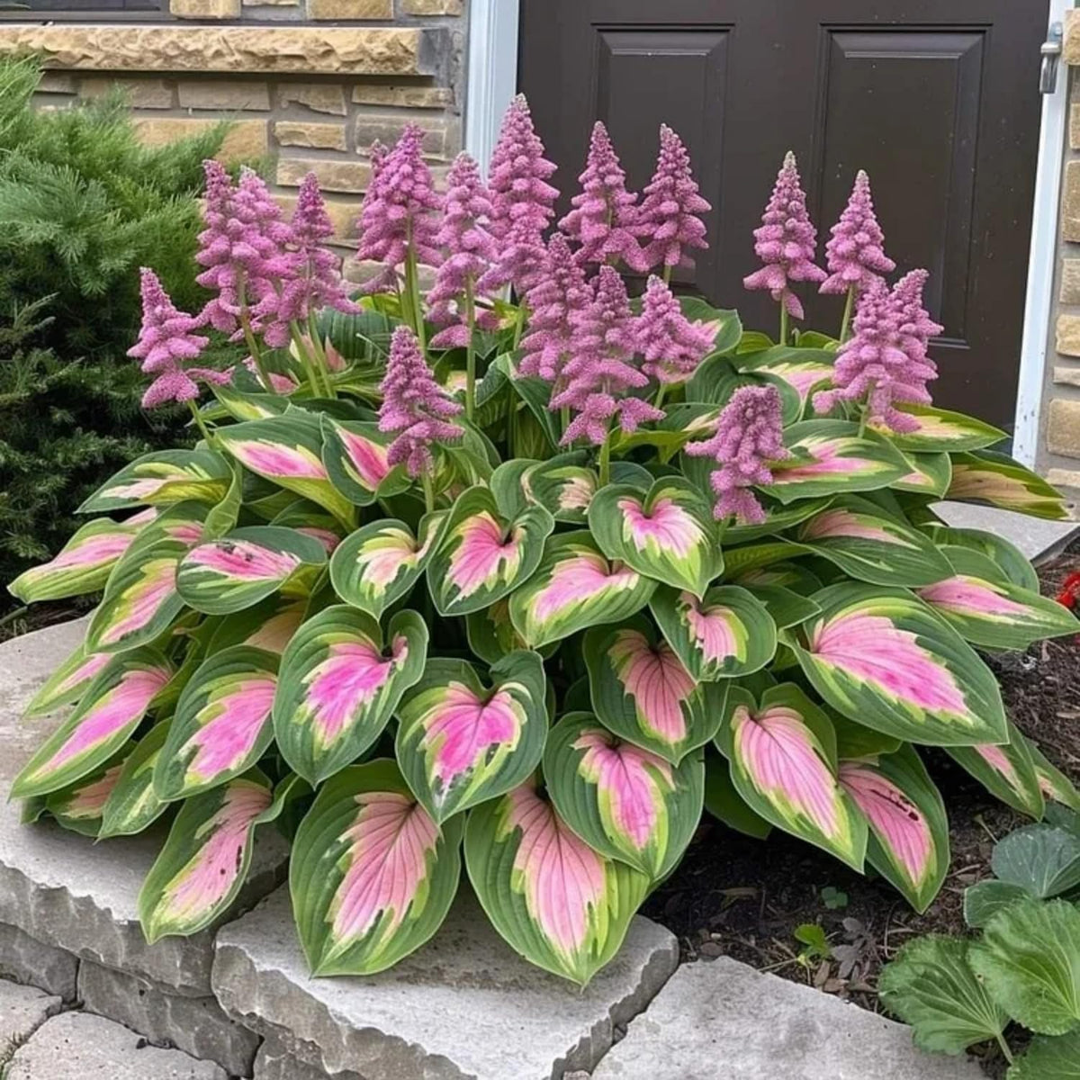 BuggyBeds Hosta shade garden border design for natural beauty and structure