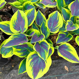 BuggyBeds hosta seeds thriving under trees for low-light areas.