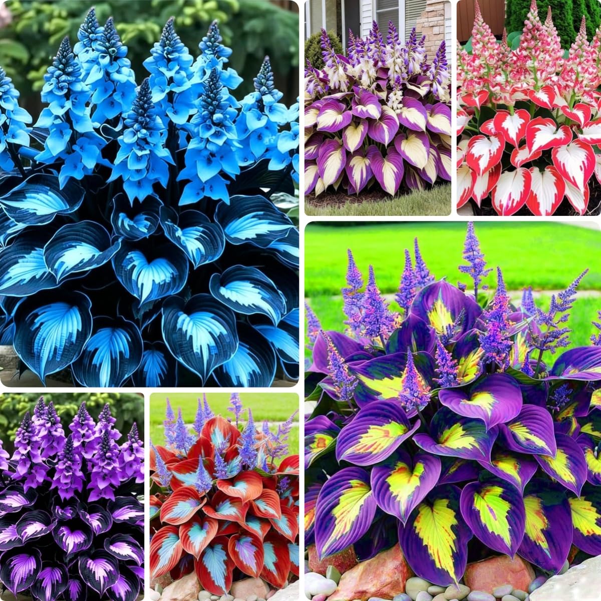 BuggyBeds Hosta shade seeds packet for lush foliage in shady spaces