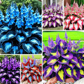 BuggyBeds Hosta shade seeds packet for lush foliage in shady spaces