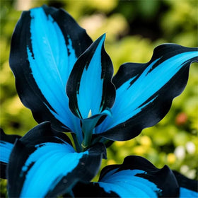 BuggyBeds Hosta ground-cover display creates a lush shaded backdrop.