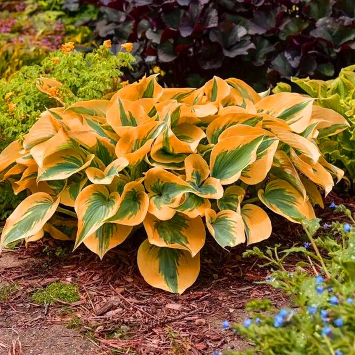 BuggyBeds Hosta seeds planted in a shade garden for lush texture.