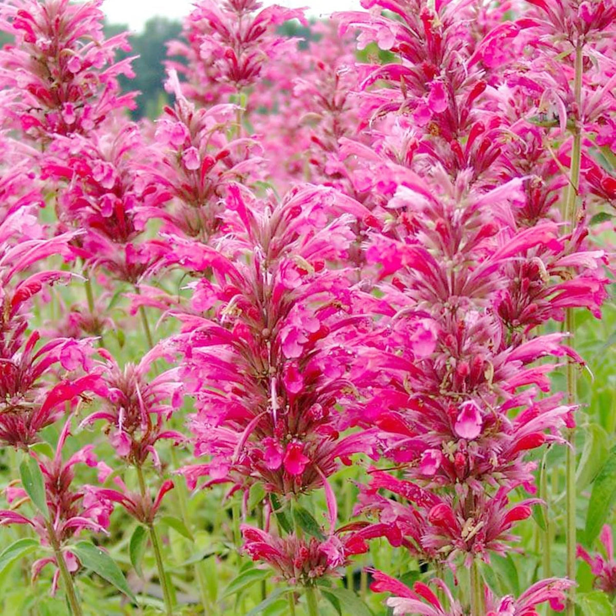 BuggyBeds hummingbird mint seedling from Arizona sandstone for easy establishment