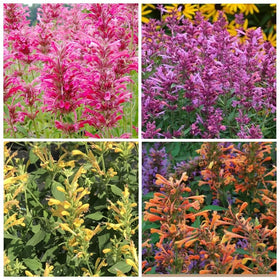BuggyBeds hummingbird mint seeds in warm climate ready for borders