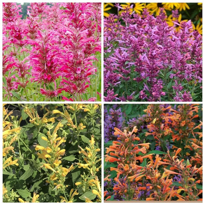 BuggyBeds hummingbird mint seeds in warm climate ready for borders