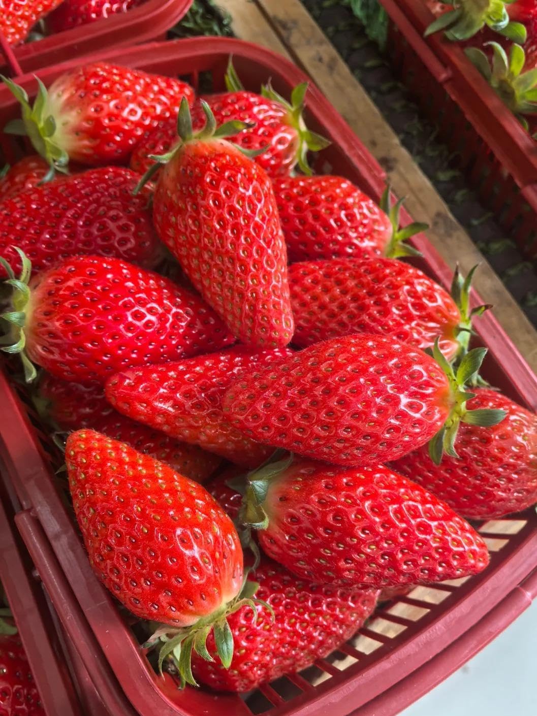 BuggyBeds balcony-friendly strawberry garden in a compact pot.