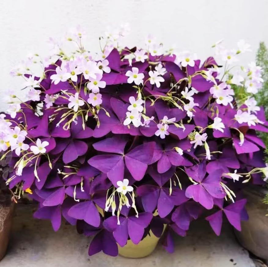 BuggyBeds Indoor container purple shamrocks enhance desk décor.