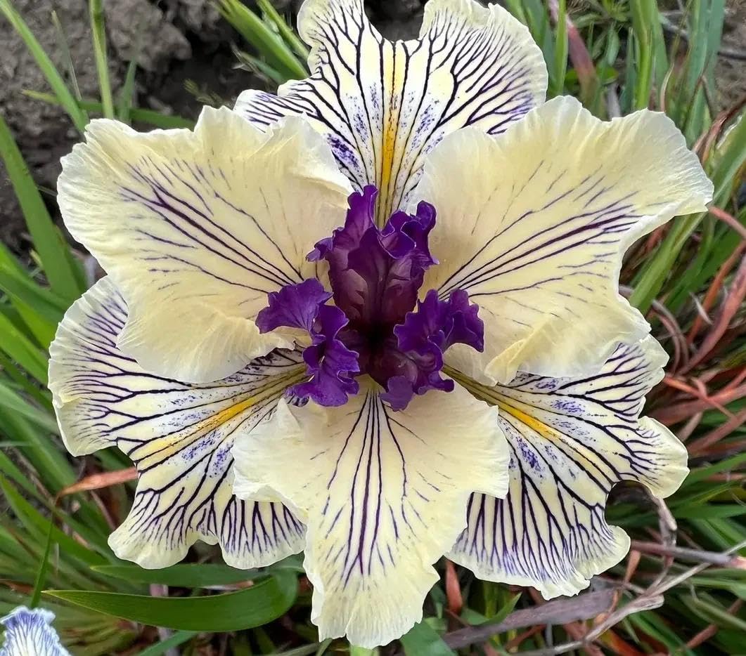 BuggyBeds iris bloom color display featuring rich purples, yellows, and whites.