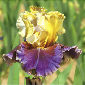 BuggyBeds iris seed mix border-pathway-plants creates focal points along paths.