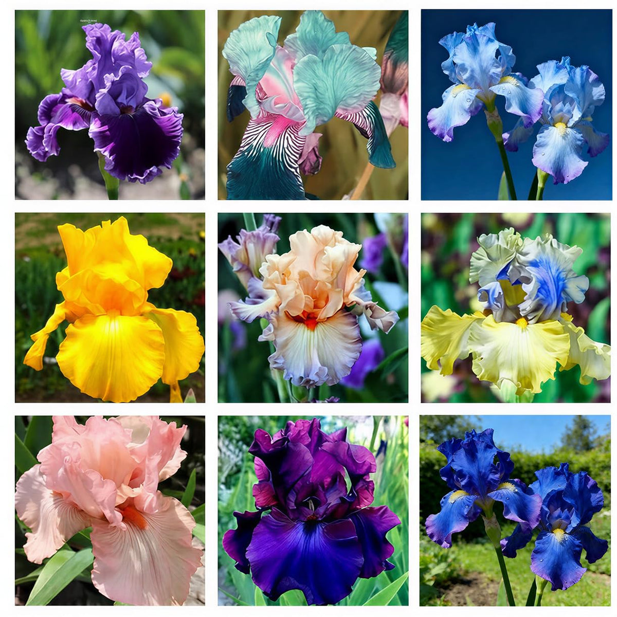 BuggyBeds iris seed mix colorful blooms brighten beds and attract pollinators.