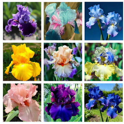 BuggyBeds iris seed mix colorful blooms brighten beds and attract pollinators.