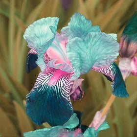 BuggyBeds iris seed mix pollinator-friendly blooms invite bees and butterflies.