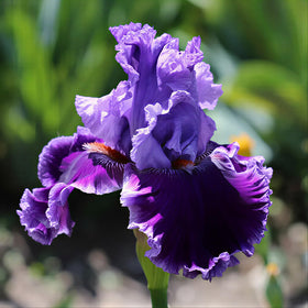 BuggyBeds iris seed mix rare-varieties offer unique color accents.