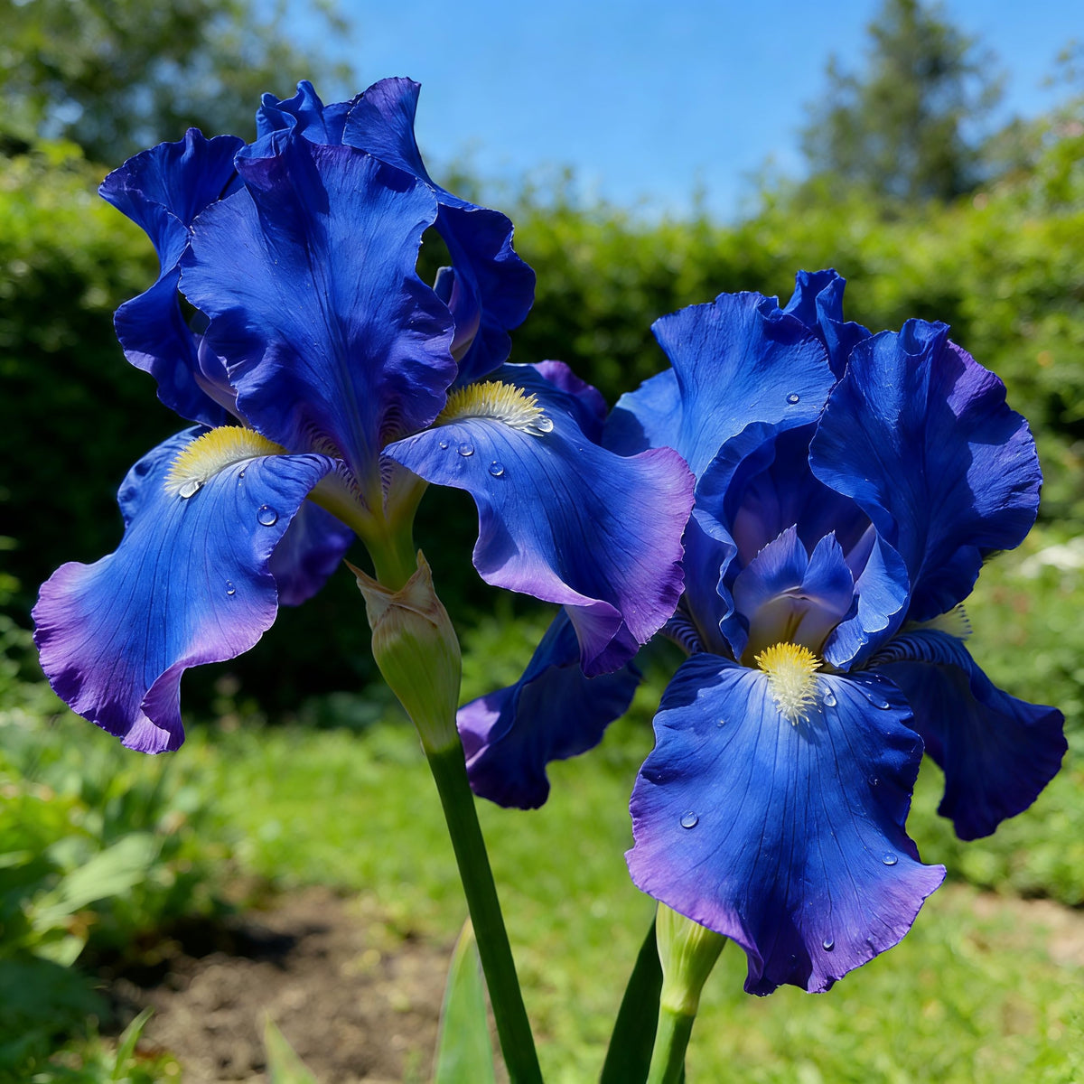 BuggyBeds iris seed mix yellow pink blue adds vibrant color to borders.
