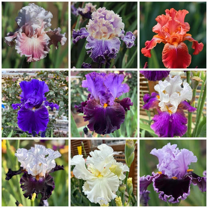 BuggyBeds iris seed mix packets show rare heirloom varieties for vibrant garden color.