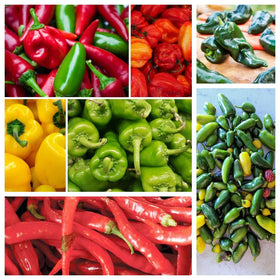 BuggyBeds jalapeno seeds pack for mid-heat peppers ideal for fresh salsas