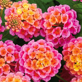 BuggyBeds lantana camara seeds bundle for vibrant garden displays