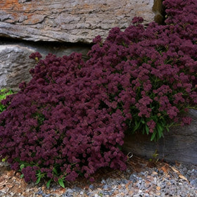 BuggyBeds lawn-alternative planting between stepping stones for color.