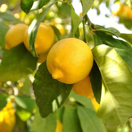 BuggyBeds lemon seeds for planting non-GMO heirloom fruit with strong germination.