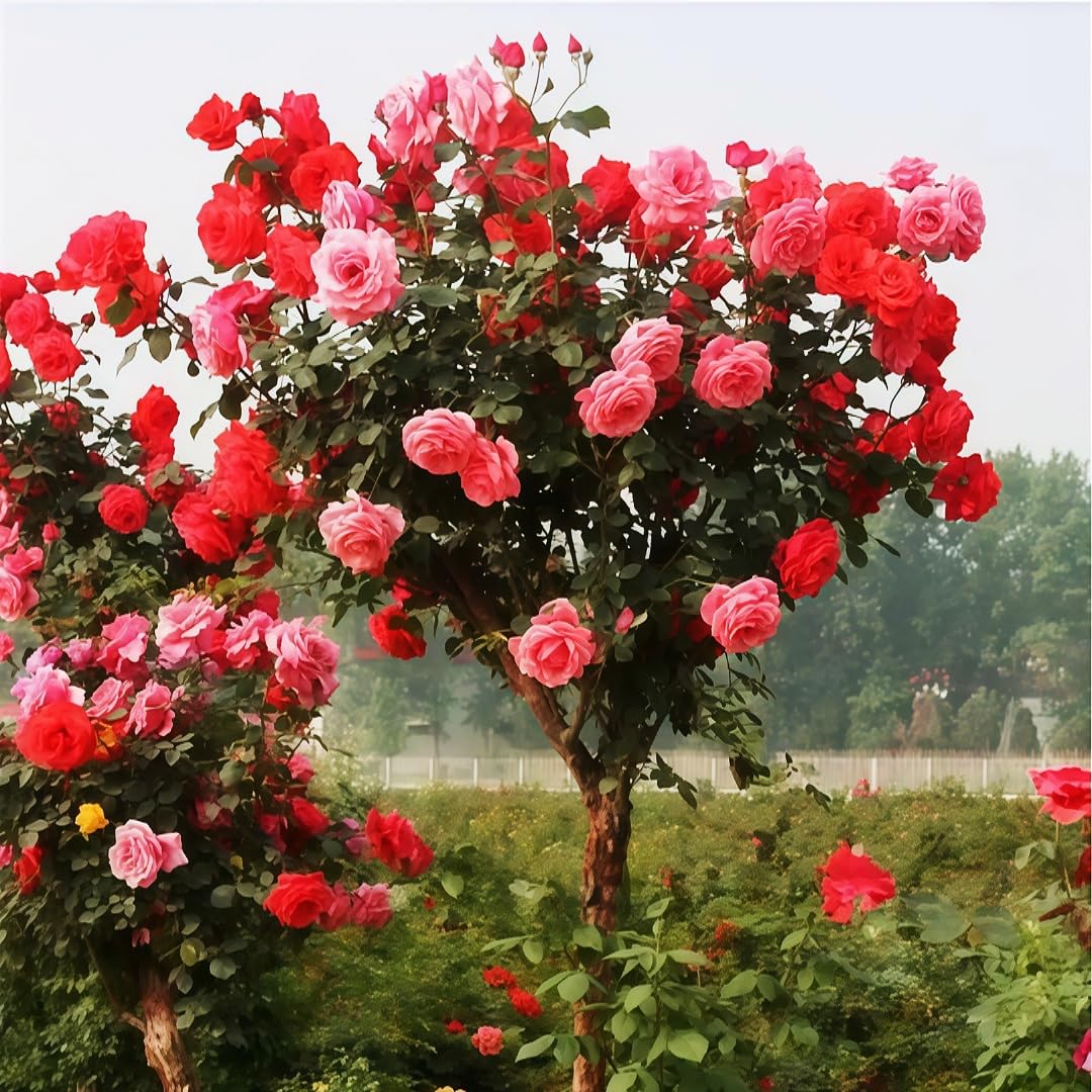 BuggyBeds long-blooming seeds enable extended seasonal color.