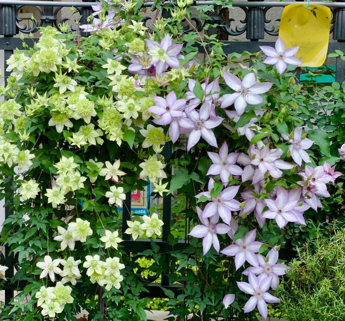 BuggyBeds Clematis seeds offer easy outdoor planting for dramatic blooms.